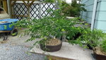 DSC00737.JPG