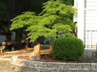 Yard Maple.jpg
