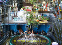 IO f 2020_1009 forest potting (8).jpg IO f 2020_1009 forest potting (8).jpg