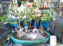IO f 2020_1009 forest potting (11).jpg IO f 2020_1009 forest potting (11).jpg
