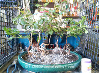 IO f 2020_1009 forest potting (12).jpg IO f 2020_1009 forest potting (12).jpg