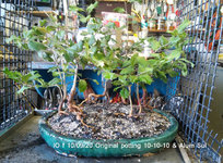 IO f 2020_1009 forest potting (14).jpg