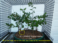 IO f 2020_1009 forest potting (15).jpg