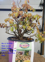 1602727935182.jpeg 1602727935182.jpeg