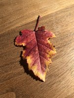 2093C117-14F1-4BC3-8AE9-F5D594F08368.jpeg