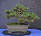 LilMugo_2020-10-20.jpg