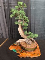 Shimpaku juniper pheonix graft 8112019-bonsai show.jpg