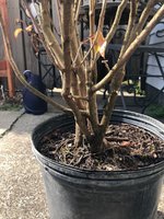 IMG_4106.jpg