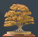 walter-pall-maple-2009-04.jpg