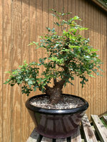 unnamed - 2020-05-29T120149.139.jpg