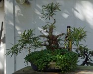DSC04411-1.jpg