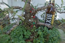 DSC04417-1.jpg