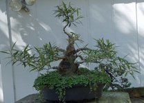DSC04422-1.jpg