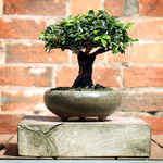 Shoh-Elm_02A.png