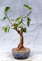 Mulberry3-21-20-2.JPG