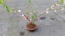 Toyo Nishiki Quince bonsai.jpg