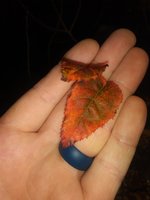 20201030_194247.jpg