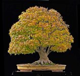 walter-pall-maple-4.jpg