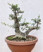 20200830_07_bonsai_olive_09.jpeg