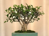 fused ficus.jpg