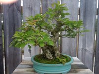 Ilex verticillata_20170906_173812056 (2019_10_20 19_42_16 UTC).jpg