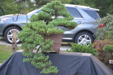 1604613229600.png 1604613229600.png