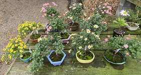 MUMS WATERING TABLE.JPG