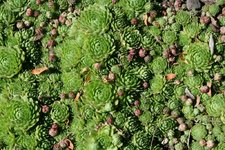 hens-and-chicks1.jpg