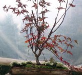 acer palmatum deshojo 2020 11 09 002.JPG