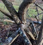 back branch 1.jpg