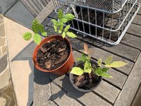 Wisteria bonsai tree from seed | Bonsai Nut Wisteria bonsai tree from seed | Bonsai Nut