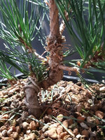 japanese-black-pine-from-seed-06.jpg