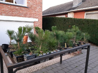 japanese-black-pine-from-seed-02.jpg
