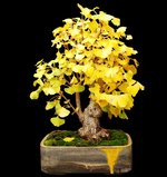 ginkgocadi.jpg