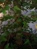 20130809_194910.jpg