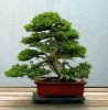 juniper-bonsai[1].jpg