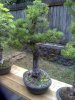 austrian pinus nigra.jpg