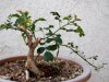 honeysuckle-bonsai-holly-01.jpg