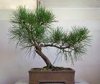 black pine 11 I.jpg