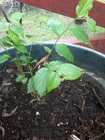 20120407_031811.jpg 20120407_031811.jpg