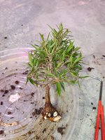 20201124_095204.jpg 20201124_095204.jpg