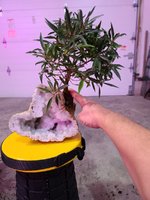 20201124_095305.jpg 20201124_095305.jpg