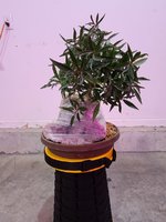 20201124_100726.jpg 20201124_100726.jpg
