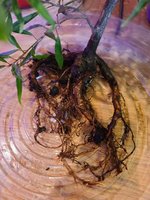 20201125_085933.jpg