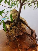 20201125_090256.jpg