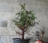 If 2005 04 26 006.jpg