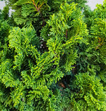 foliage-2.jpg foliage-2.jpg
