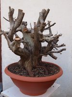 2017-03-Carpinus orientalis 17 b.JPG