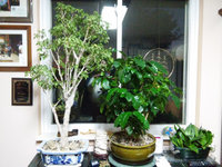 housplants in den 120420.JPG