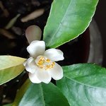 meyer lemon flower3.jpg